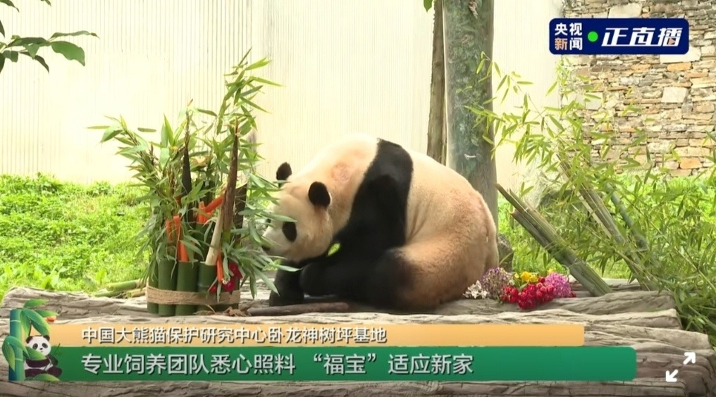 旅韩大熊猫福宝亮相卧龙神树坪基地 与公众见面
