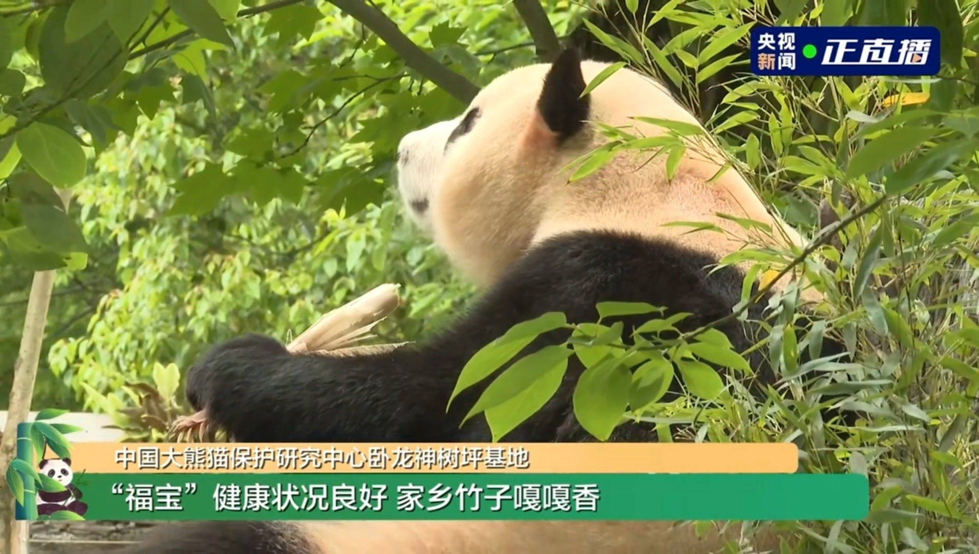 旅韩大熊猫福宝亮相卧龙神树坪基地 与公众见面