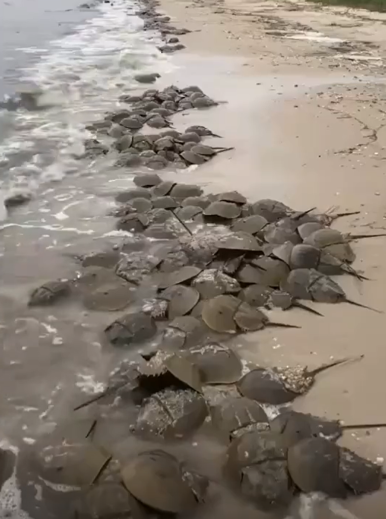 深圳湾惊现蓝血奇迹:地球唯一蓝血生物鲎,你应该感谢它