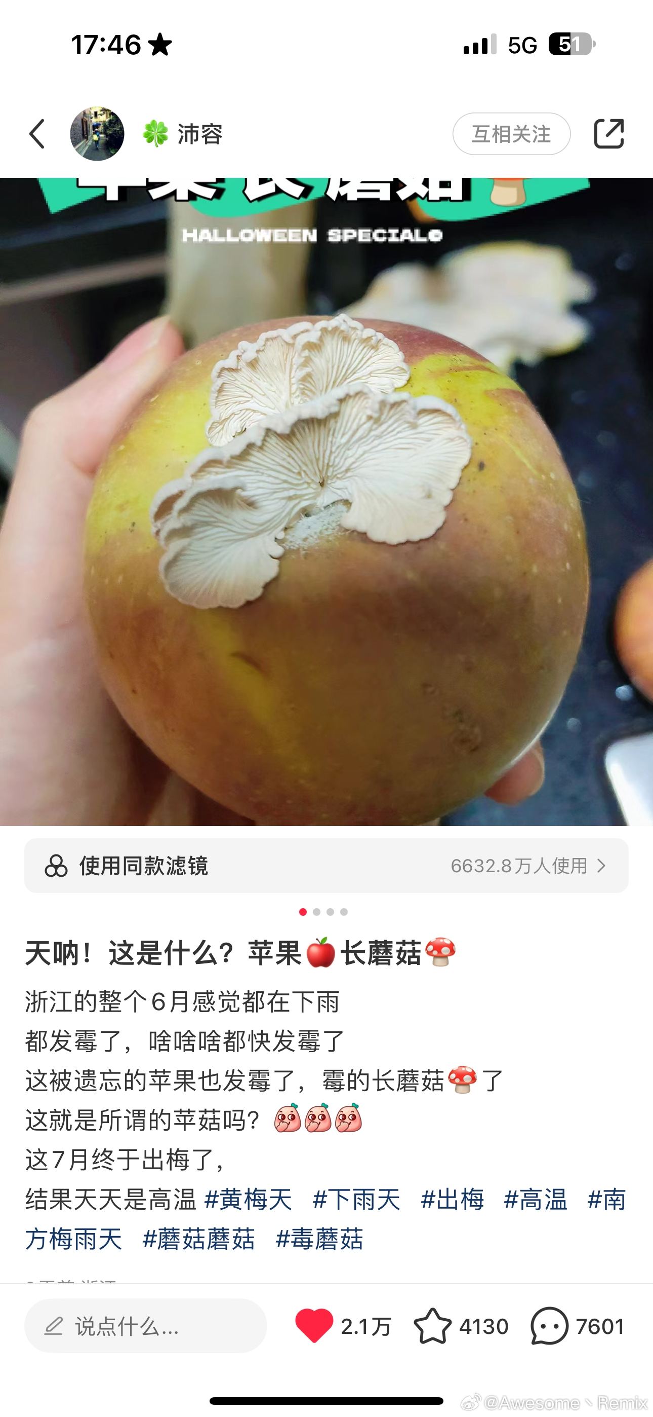 苹果长出大蘑菇:中科院专家研究发现白参菌在腐烂处生长