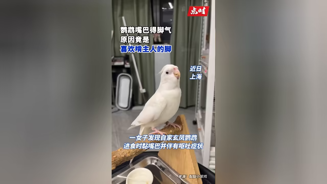 鹦鹉因啃脚患上脚气,治疗费用高达400元