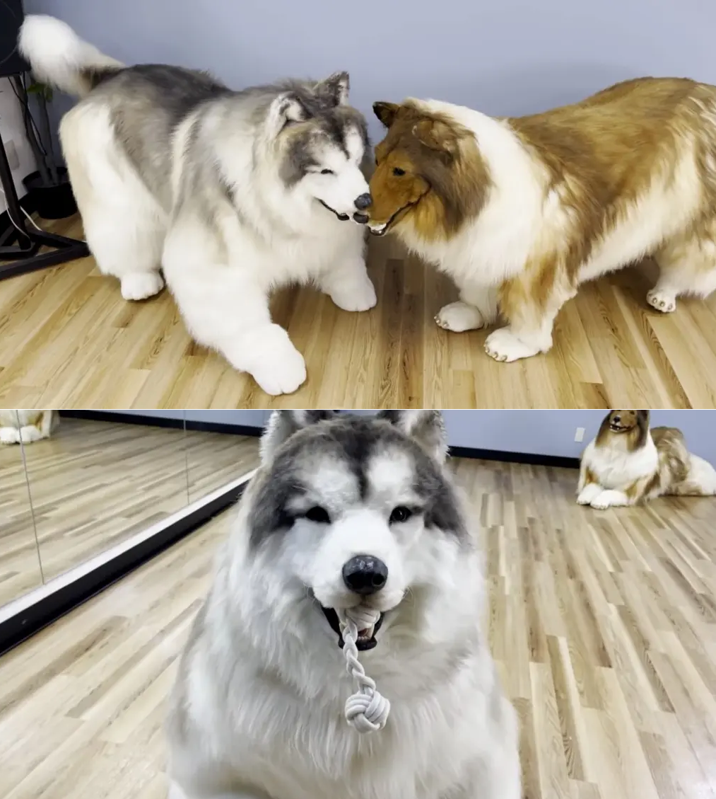 扮成牧羊犬的日本小哥找到“同类”伙伴,温馨结局引发热议