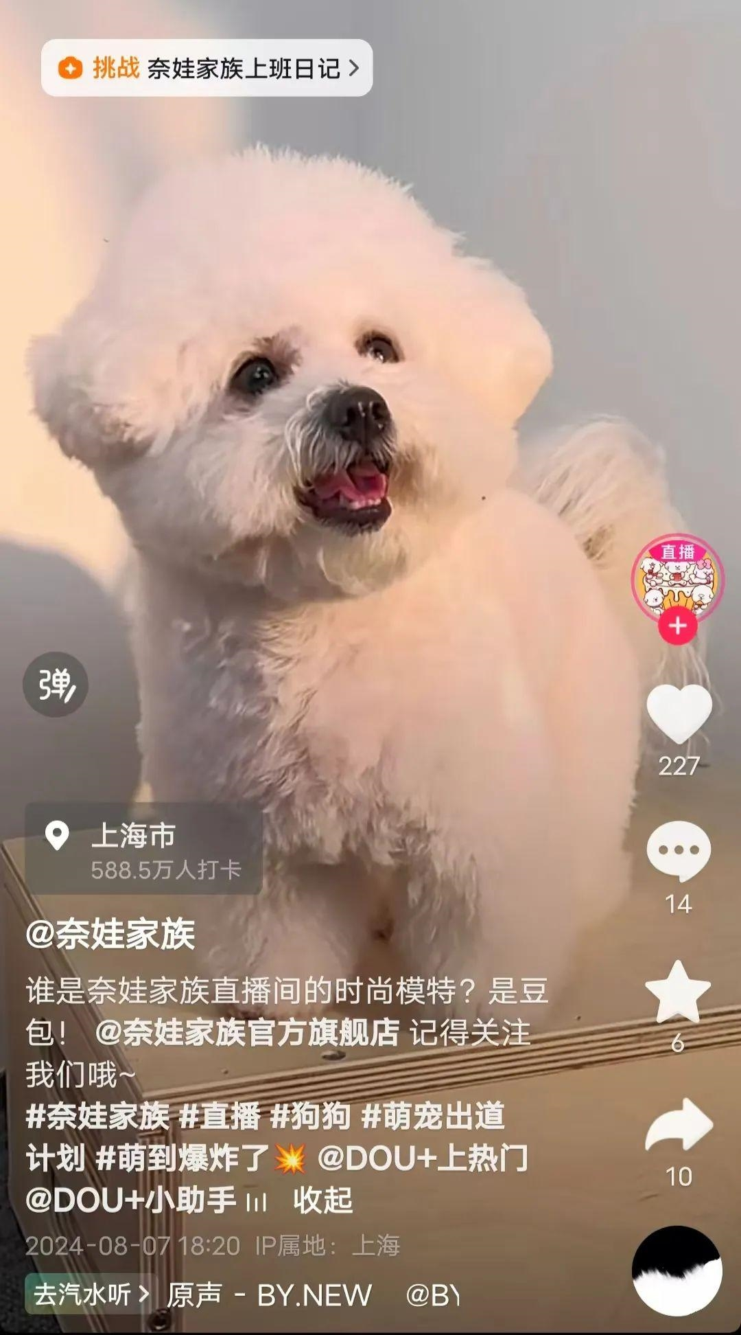 美腕抖音新布局:李佳琦宠物狗“奈娃家族”开启直播带货,拓展IP影响力