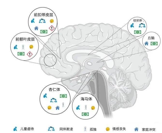 最新研究揭示:多吃苦对大脑有害,早年逆境或致终身影响