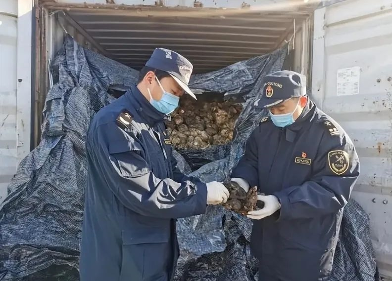 为什么外国“洋垃圾”总是流向中国?背后的原因与挑战