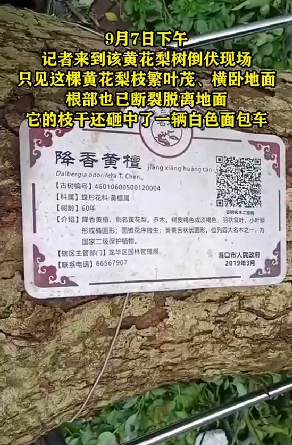 估价260万的海口“花梨王”在台风中倒下,树龄已达60年