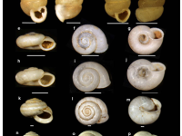 “千年一遇”暴雨背后的秘密:蜗牛壳记录郑州720特大暴雨